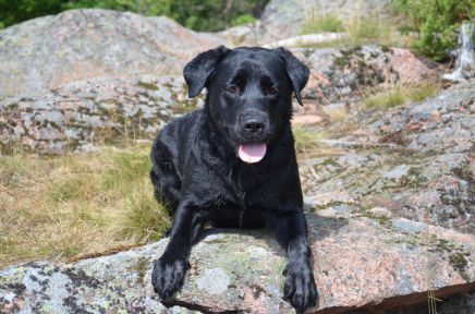 Lilli labrador træning ved vand